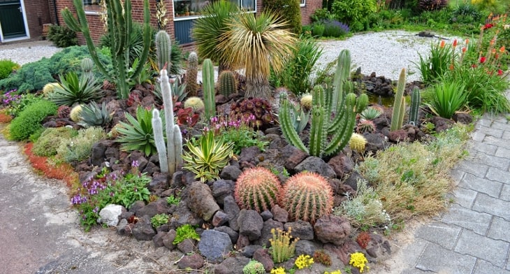 Cactus Gardening Guide
