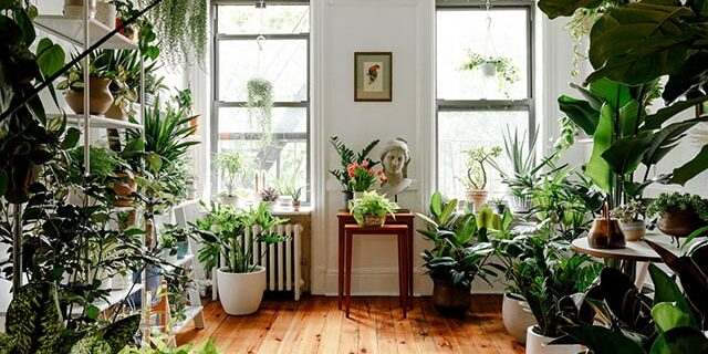 selection guidelines What are the best plants to plant in the house?
